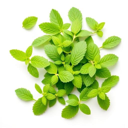 Menta